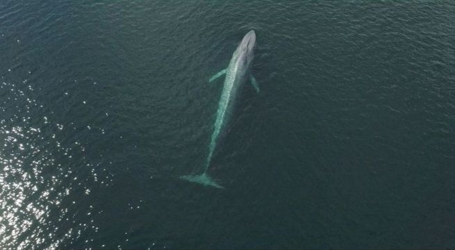 La inteligencia artificial puede ayudar a proteger a las ballenas. Esta es la historia.