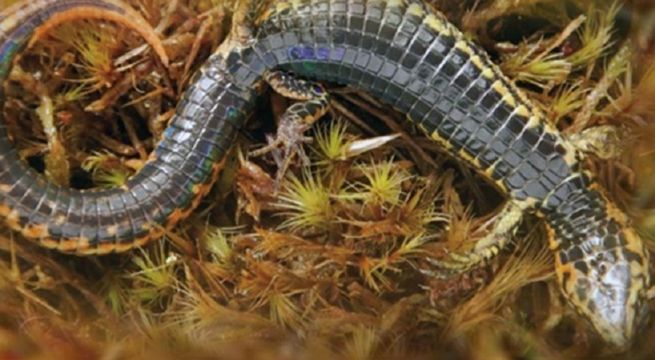 Así es la lagartija descubierta por científicos de la Universidad Nacional Mayor de San Marcos (UNMSM).